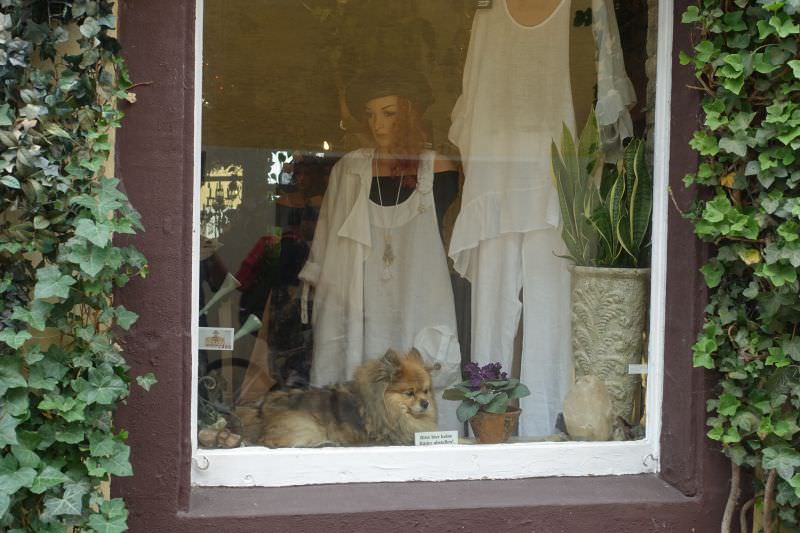 Hund im Schaufenster